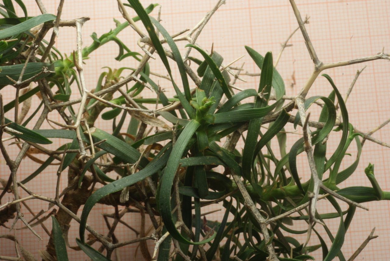 Bupleurum spinosum leaf