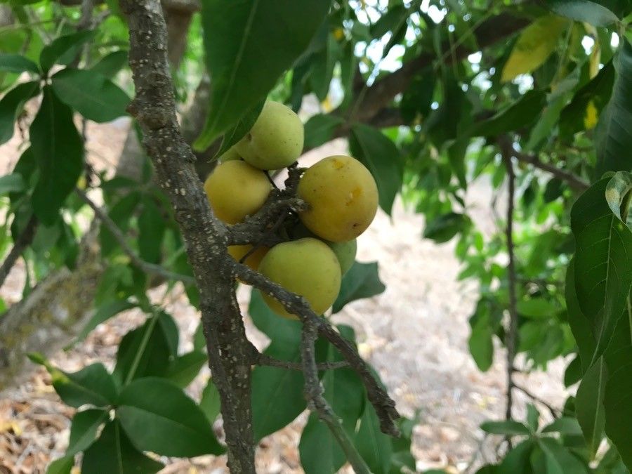 Searsia chirindensis other