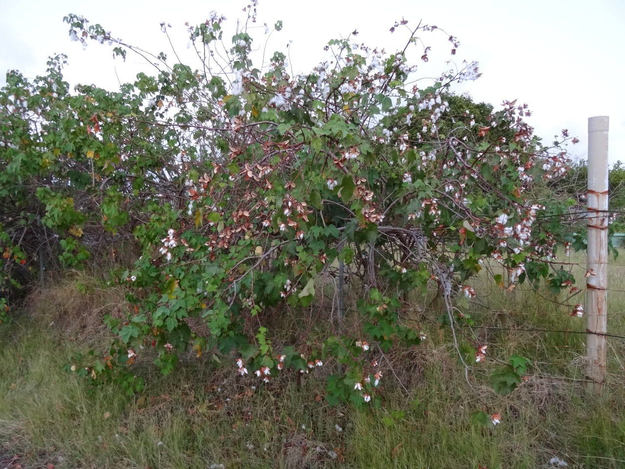 Gossypium spp. habit