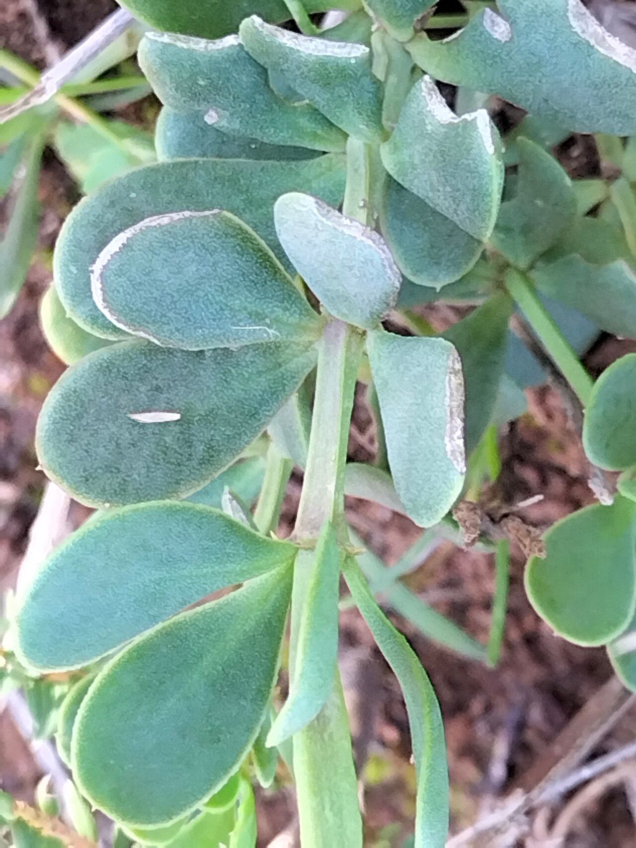 Roepera morgsana leaf