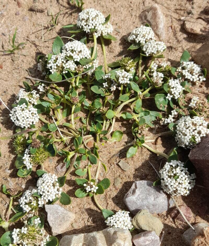 Mitracarpus brevis habit