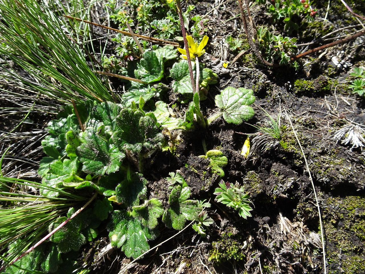 Ranunculus donianus — houseplant care guide