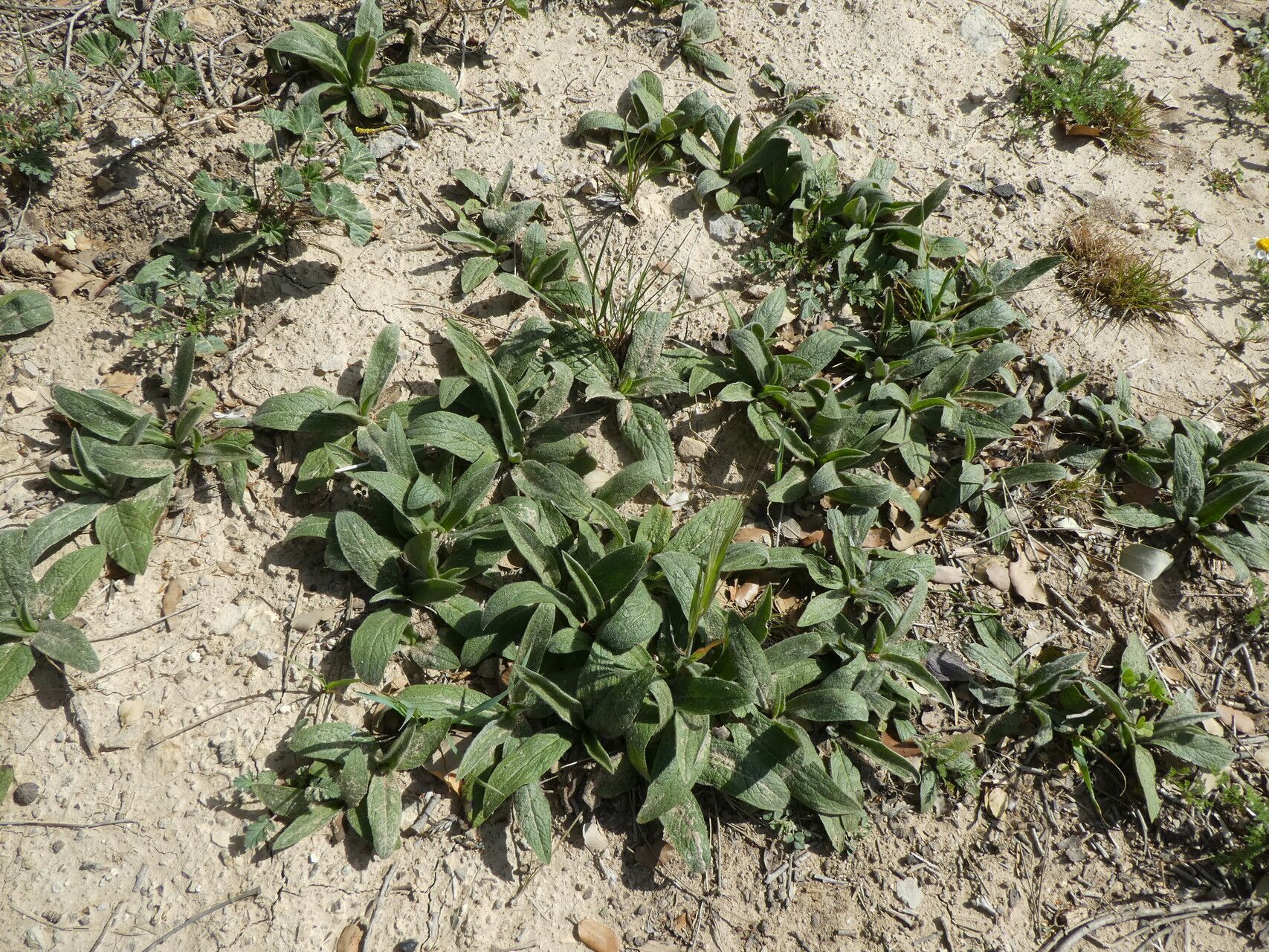 Pentanema helenioides habit