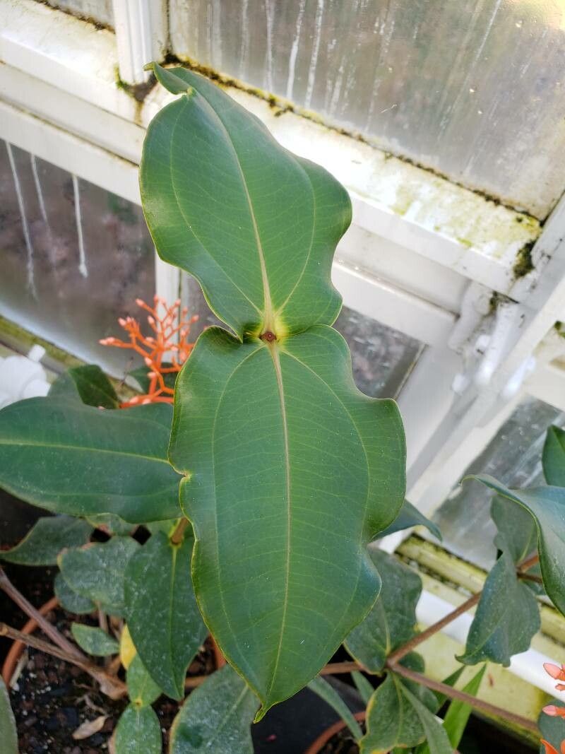 Medinilla scortechinii — search result for 'Medinilla'