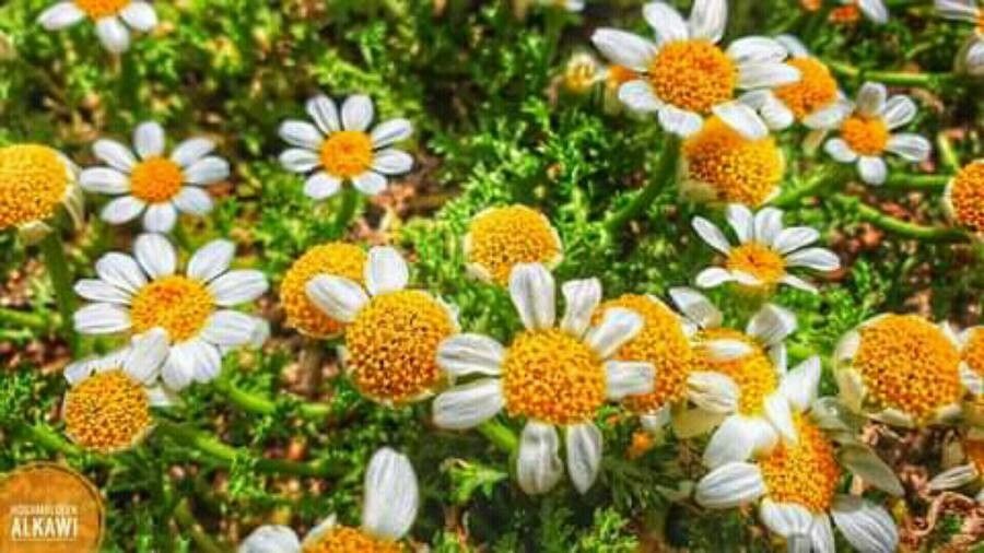 Anthemis secundiramea flower