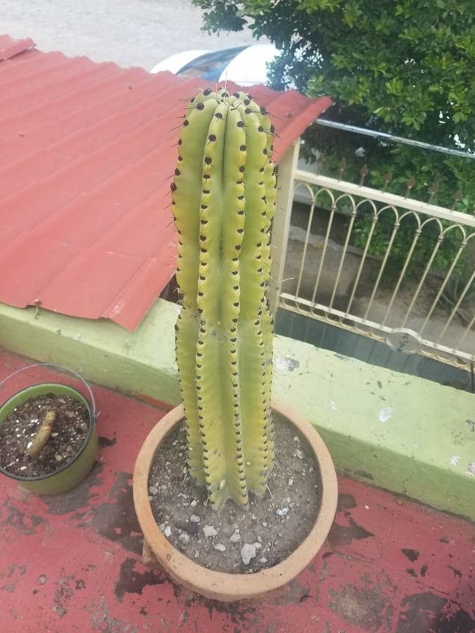 Stenocereus queretaroensis — houseplant care guide