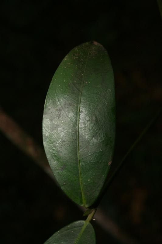 Posoqueria latifolia — related species from the same genus