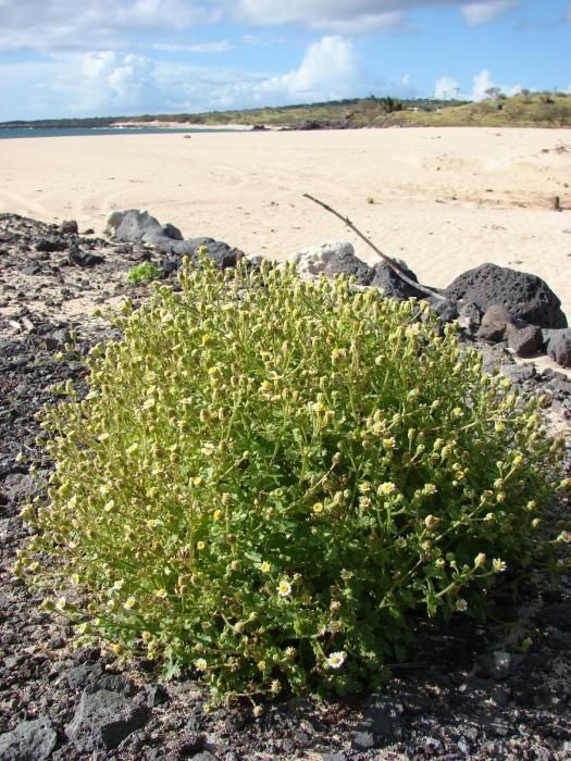 Perityle emoryi habit