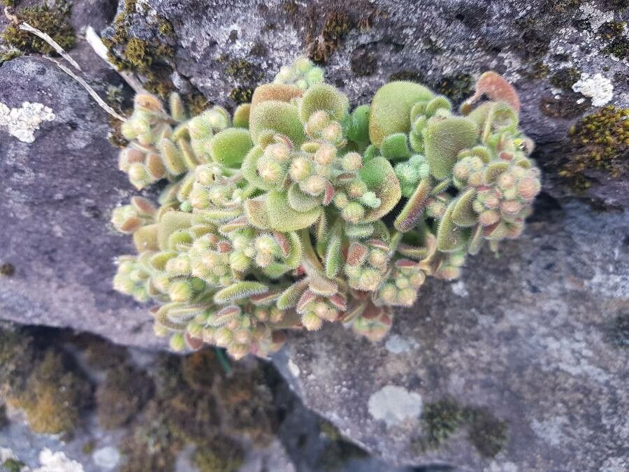 Aichryson villosum leaf