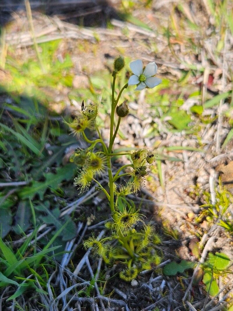 Drosera hookeri — search result for 'Drosera'