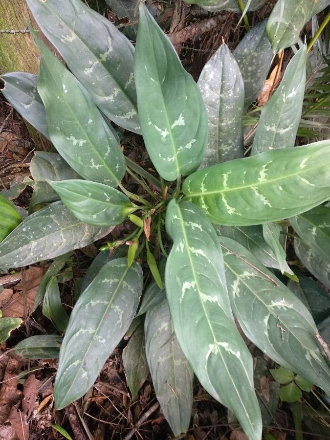 Aglaonema nitidum habit