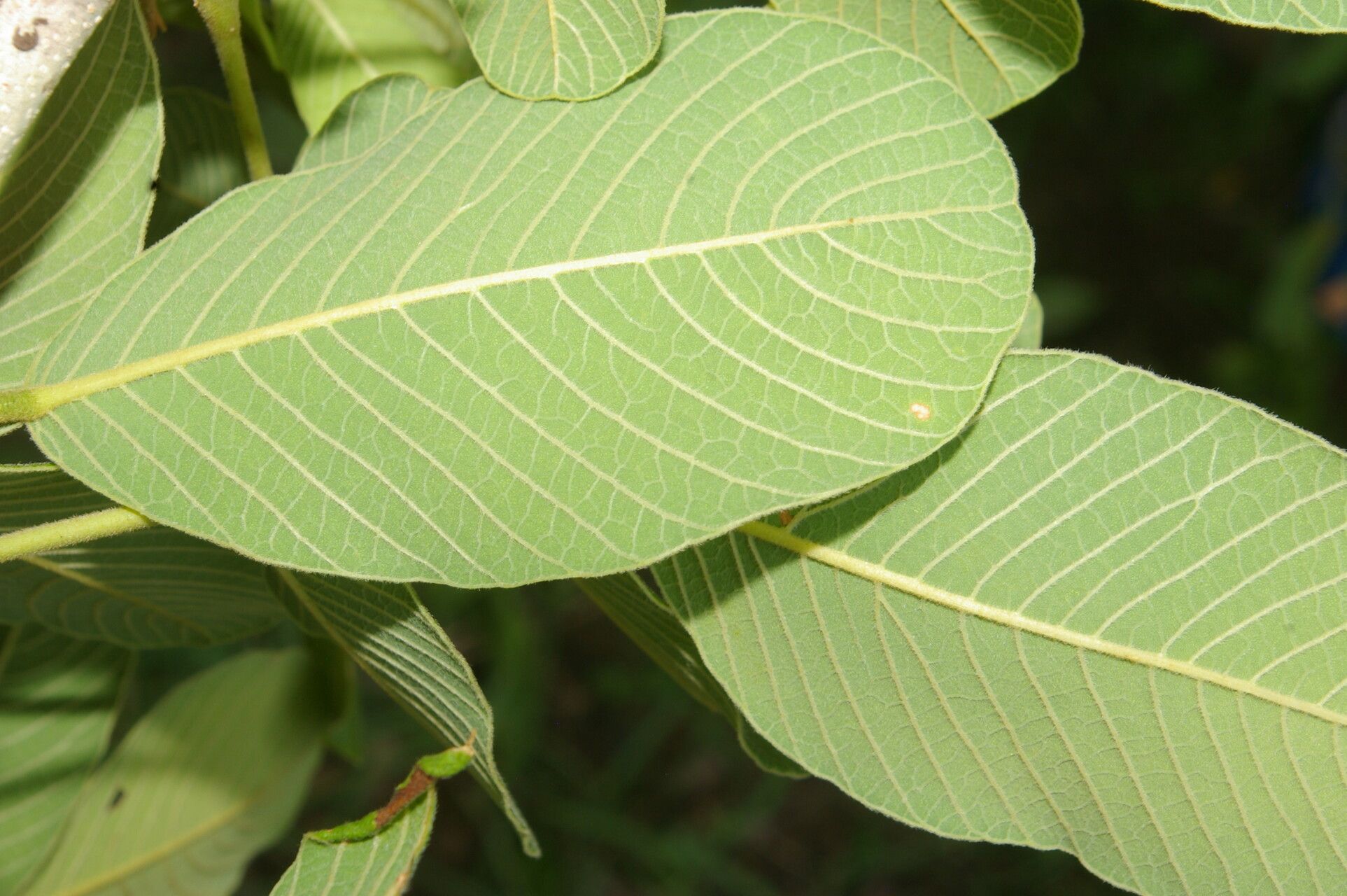 Lonchocarpus phlebophyllus — houseplant care guide