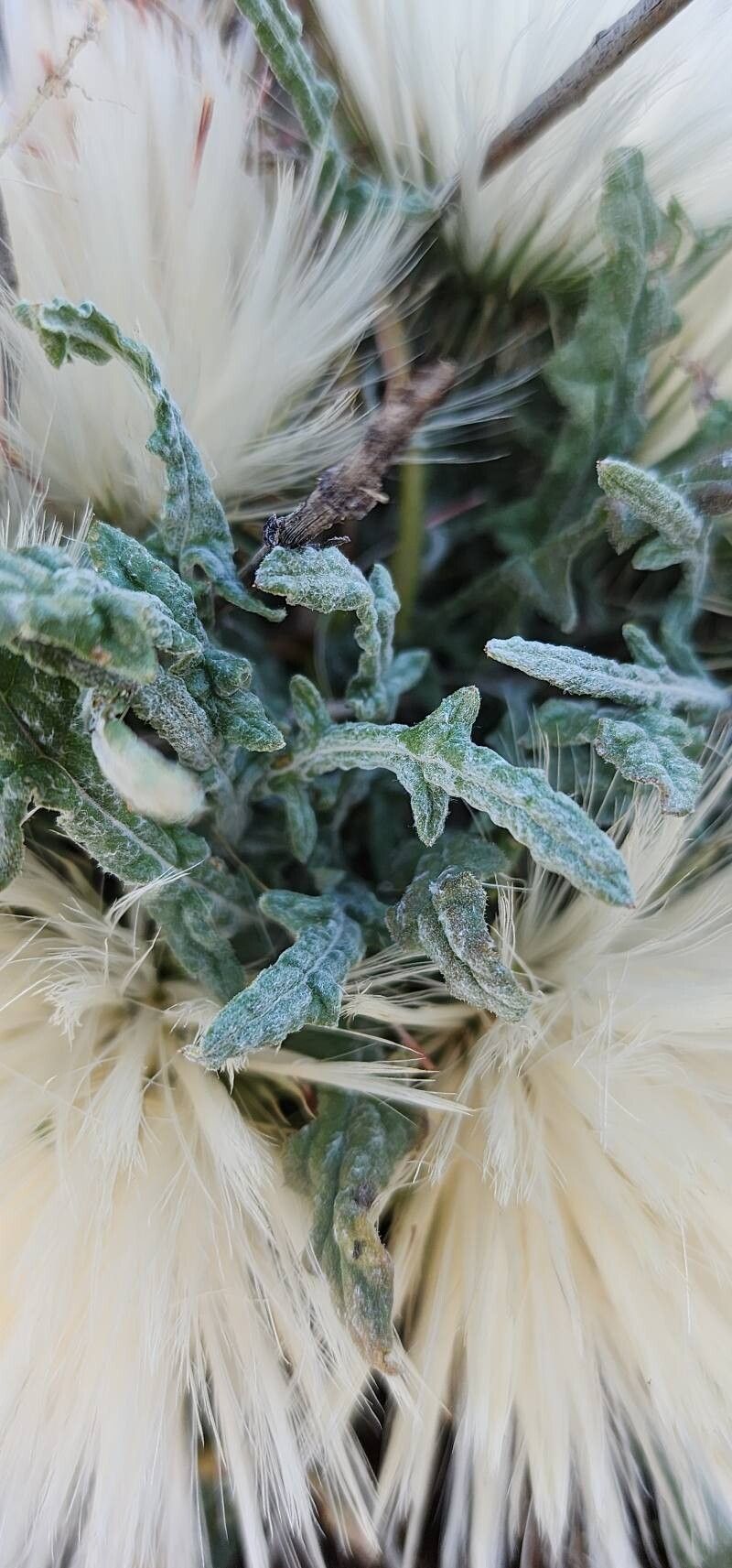 Jurinea carduiformis — houseplant care guide