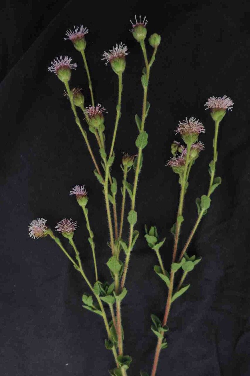 Campuloclinium megacephalum flower