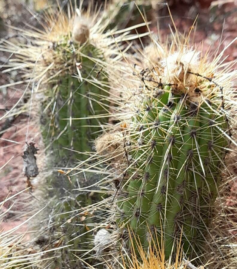 Echinopsis huascha bark