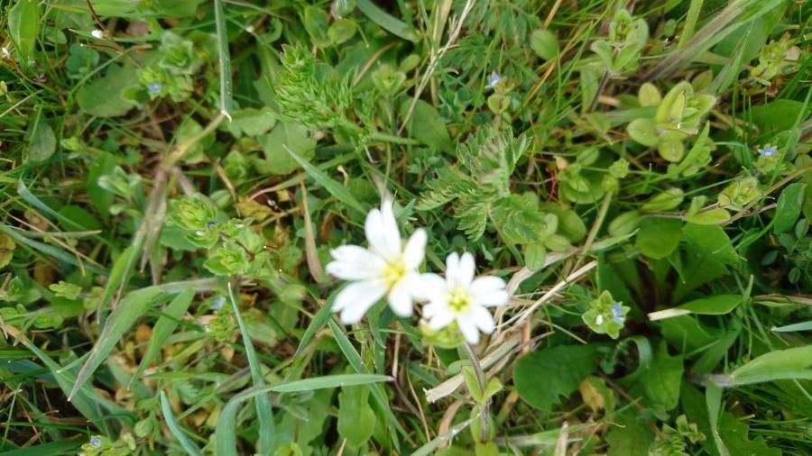 Moehringia pentandra flower