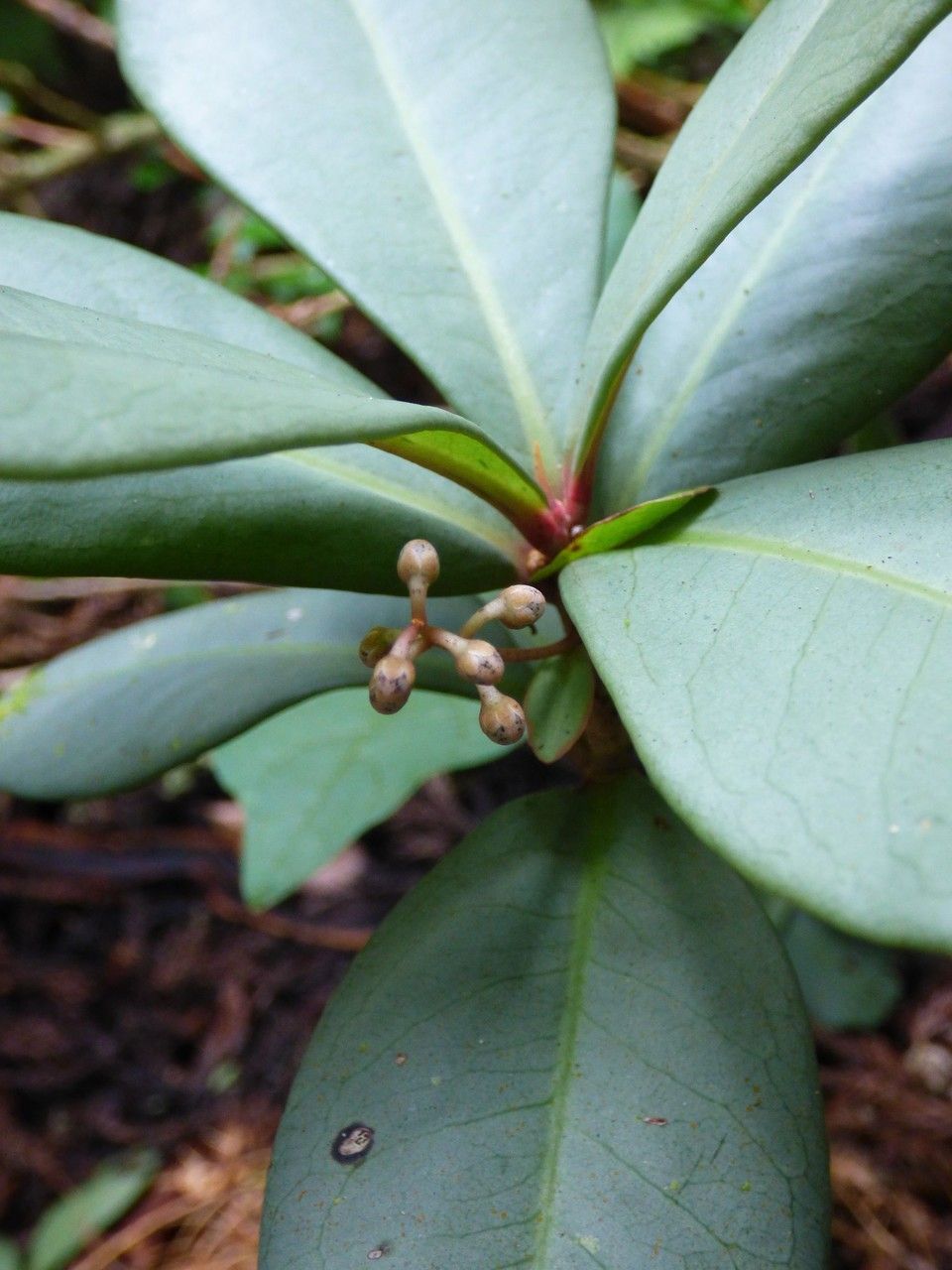 Badula decumbens flower