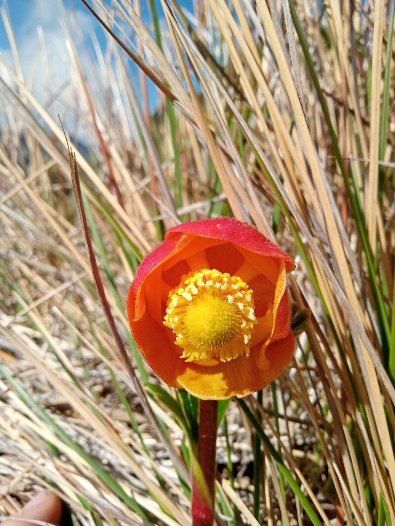 Ranunculus gusmannii flower
