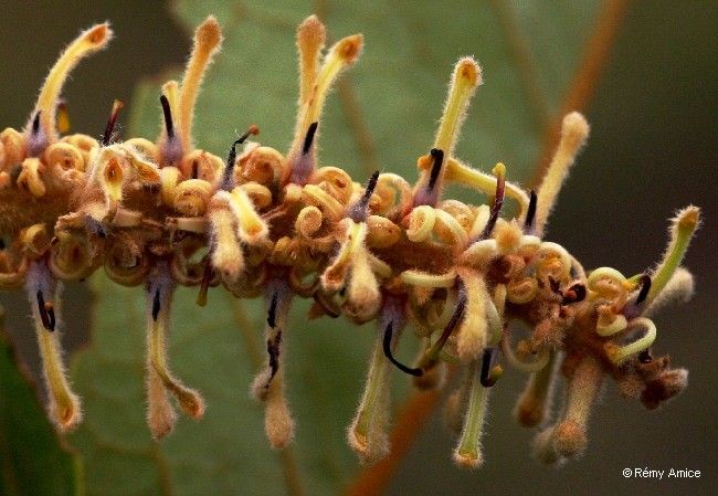 Kermadecia pronyensis fruit