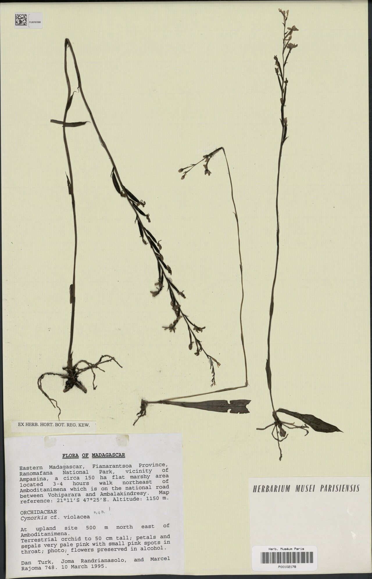 Cynorkis violacea — houseplant care guide