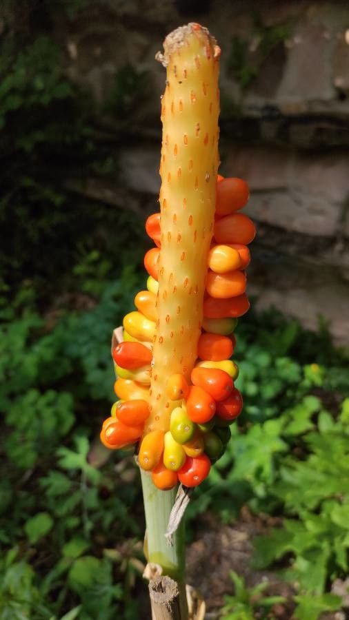 Dracunculus vulgaris fruit