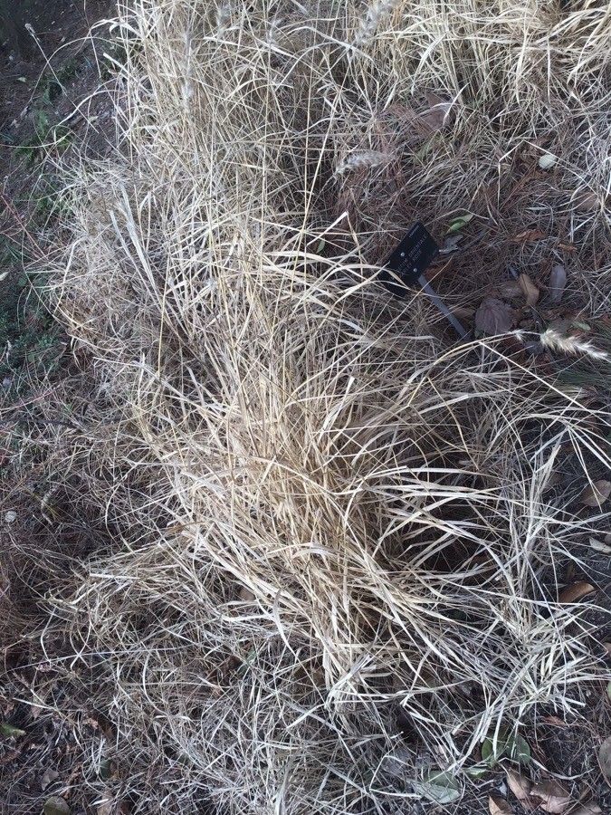 Pennisetum orientale — search result for 'Pennisetum'