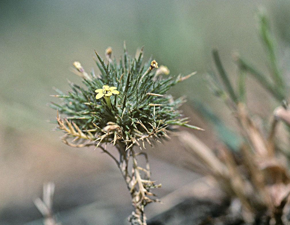 Navarretia nigelliformis — search result for 'Navarretia'