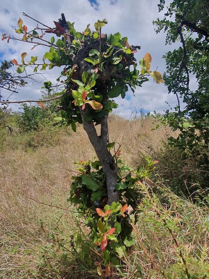 Pappea capensis habit