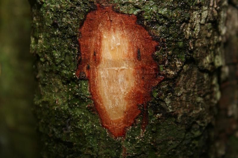 Sloanea brevipes other