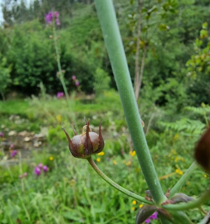 Linaria triornithophora fruit