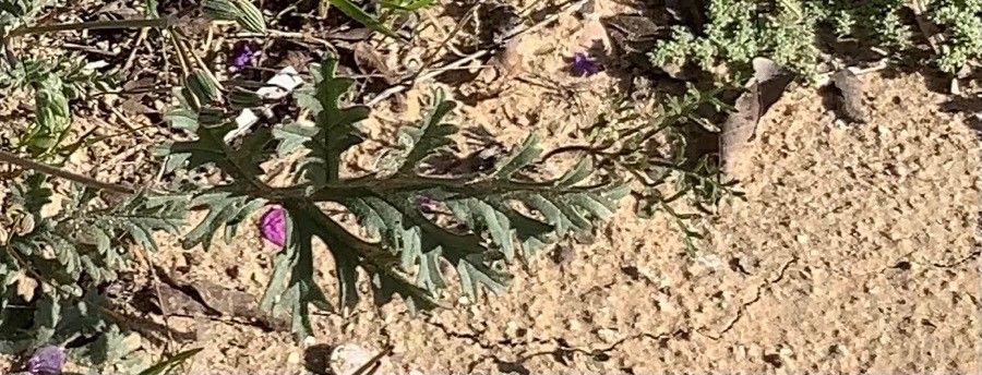 Erodium crassifolium leaf