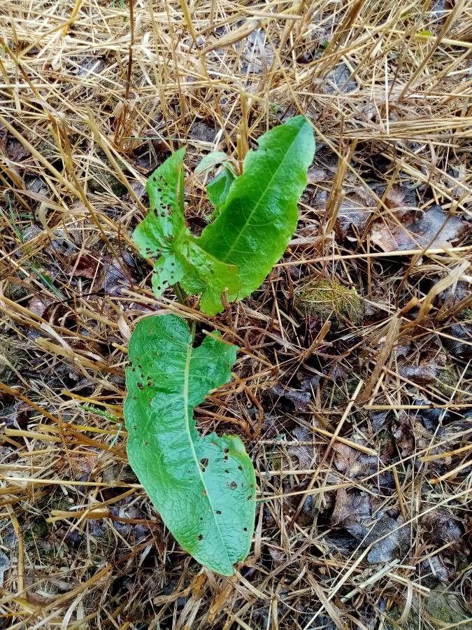 Rumex cristatus x Rumex pulcher — houseplant care guide