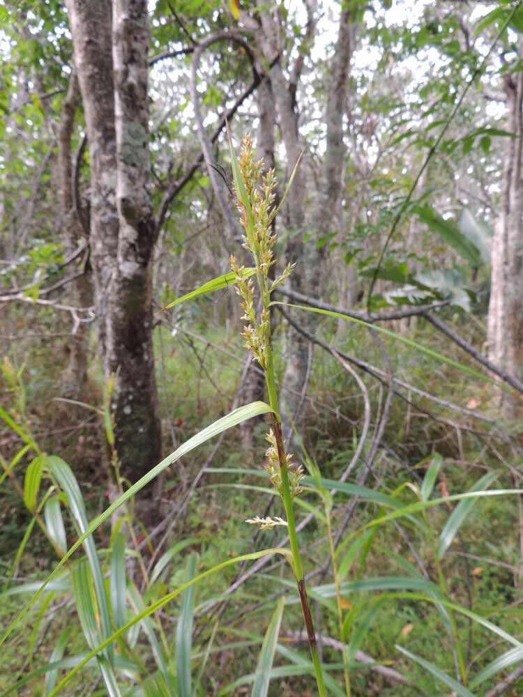 Scleria angusta — houseplant care guide