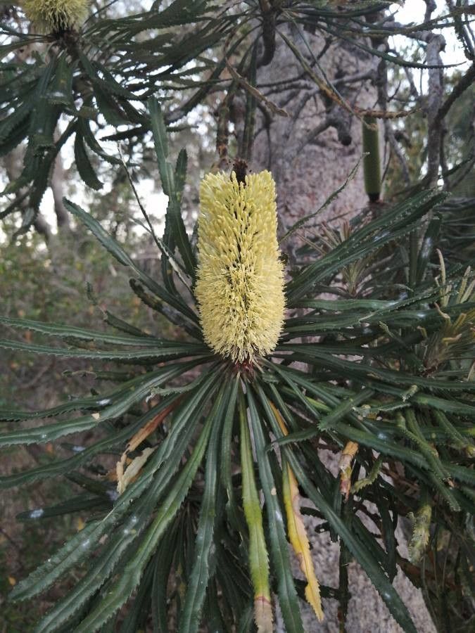 Banksia attenuata — related species from the same genus