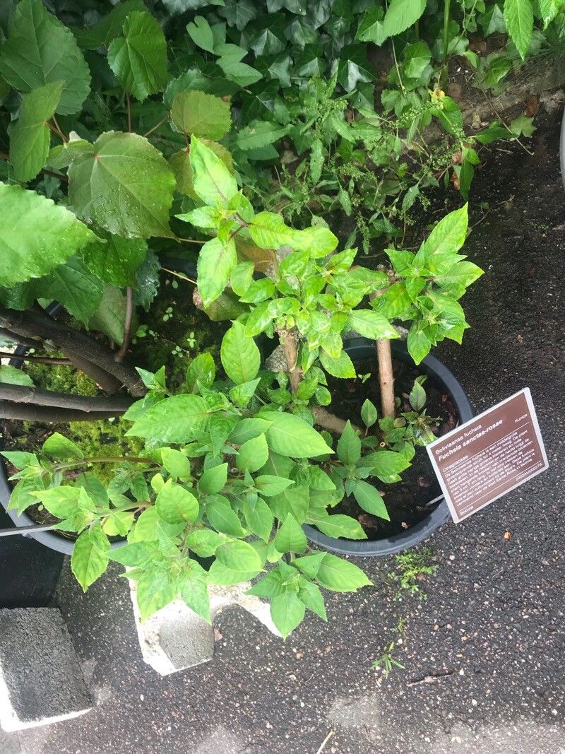 Fuchsia sanctae-rosae leaf