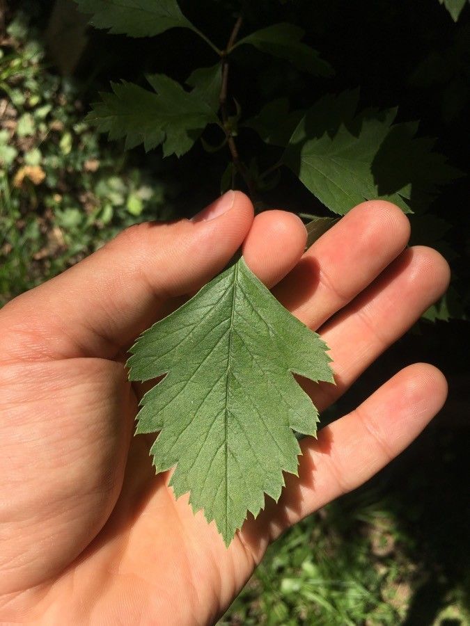 Crataegus nigra leaf