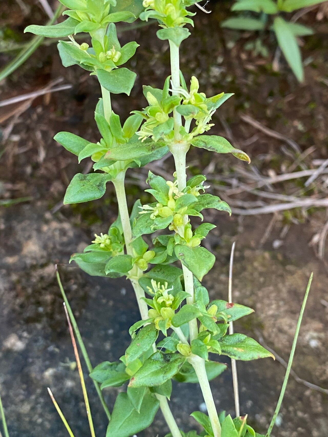 Anthospermum herbaceum habit