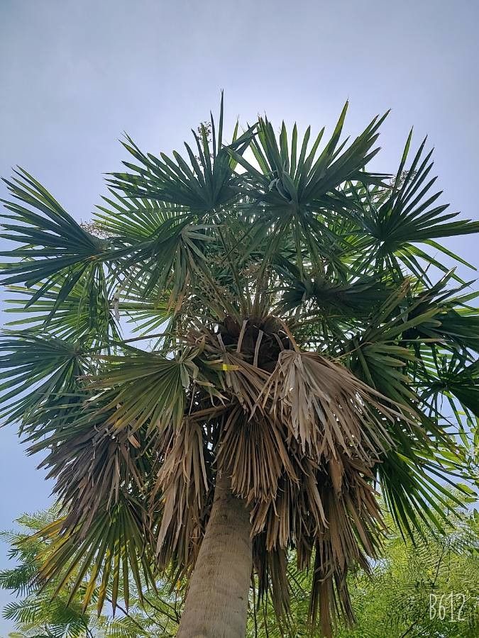 Copernicia alba leaf