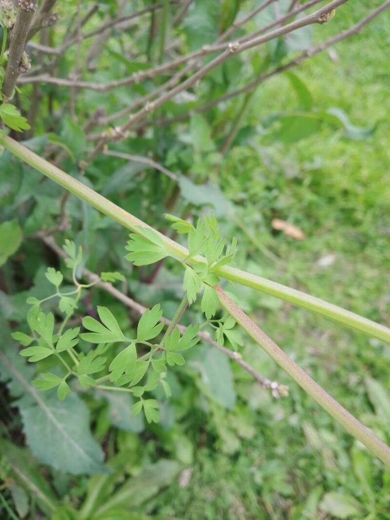 Fumaria muralis leaf