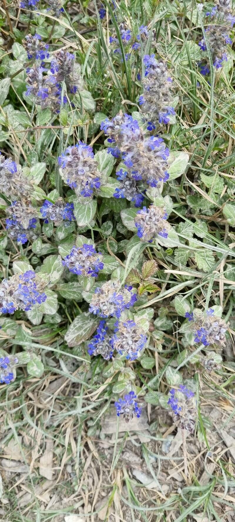 Ajuga × hybrida — search result for 'Ajuga'