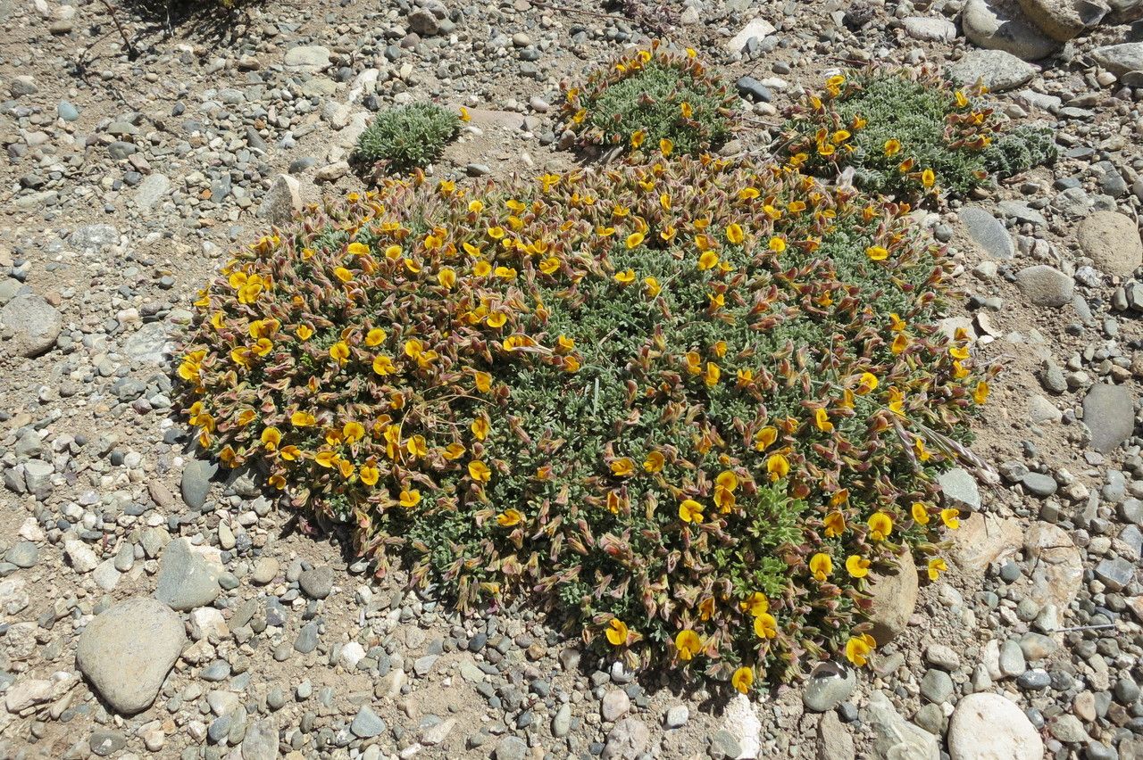 Adesmia ameghinoi — related species from the same genus