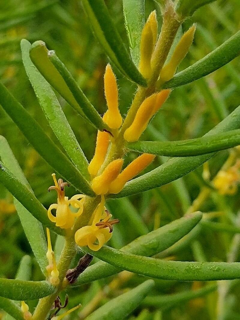 Persoonia mollis flower