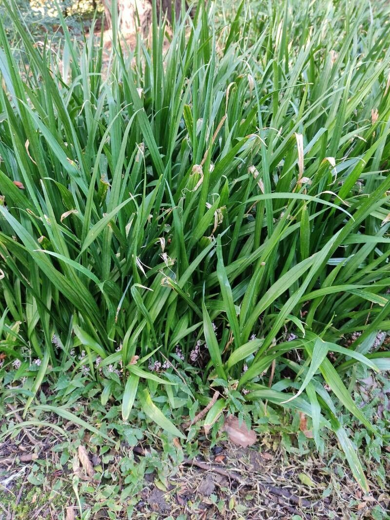 Reineckea carnea — houseplant care guide