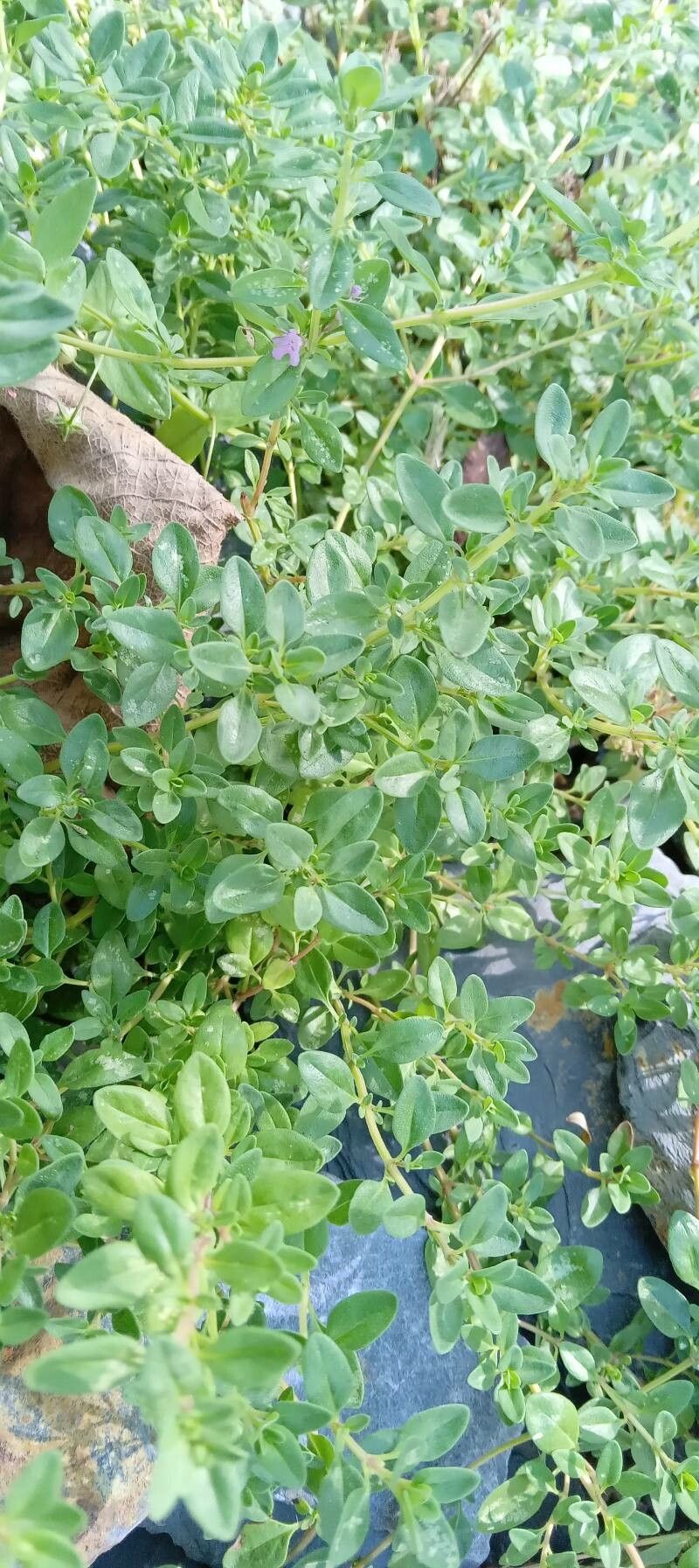 Thymus gobicus leaf
