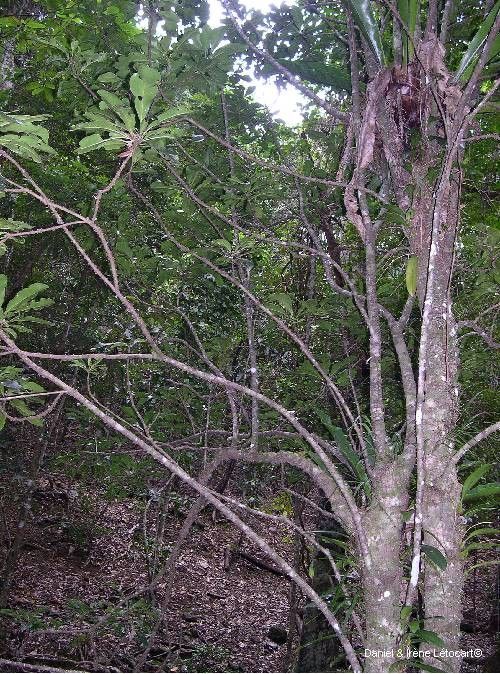 Planchonella cauliflora habit