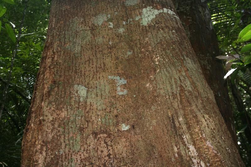 Ocotea tomentella bark