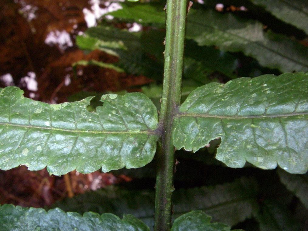 Stigmatopteris longicaudata leaf