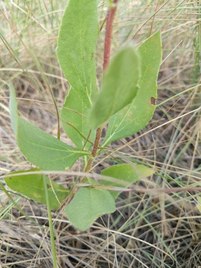 Helianthus pauciflorus bark