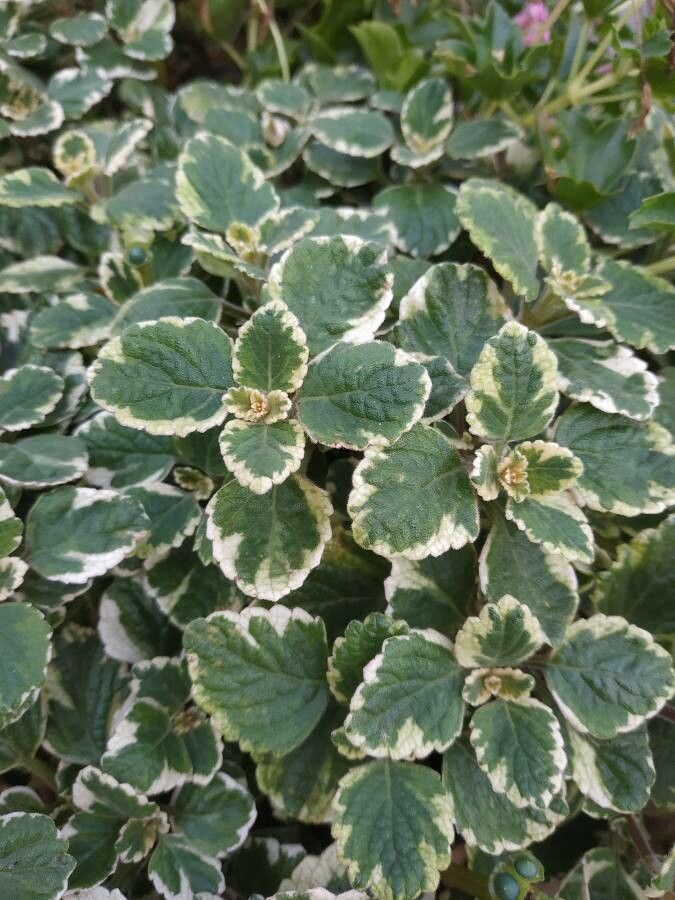 Coleus madagascariensis — search result for 'Coleus'