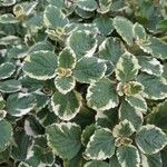 Plectranthus madagascariensis